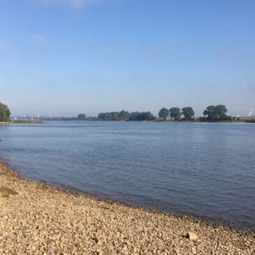 Rhein Angeln 2017