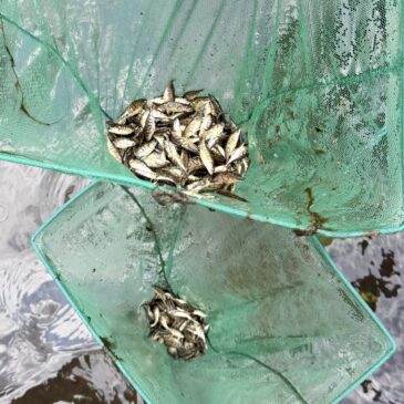 Fischrettung am Obergraben: Gute Zusammenarbeit zahlt sich aus